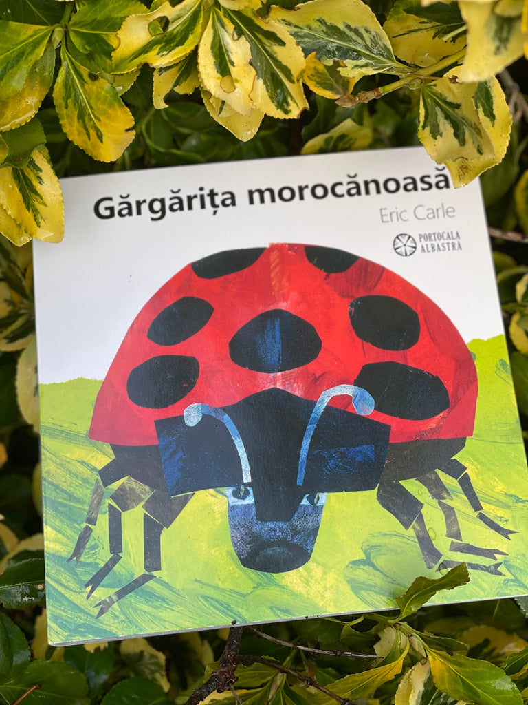 Gărgărița morocănoasă