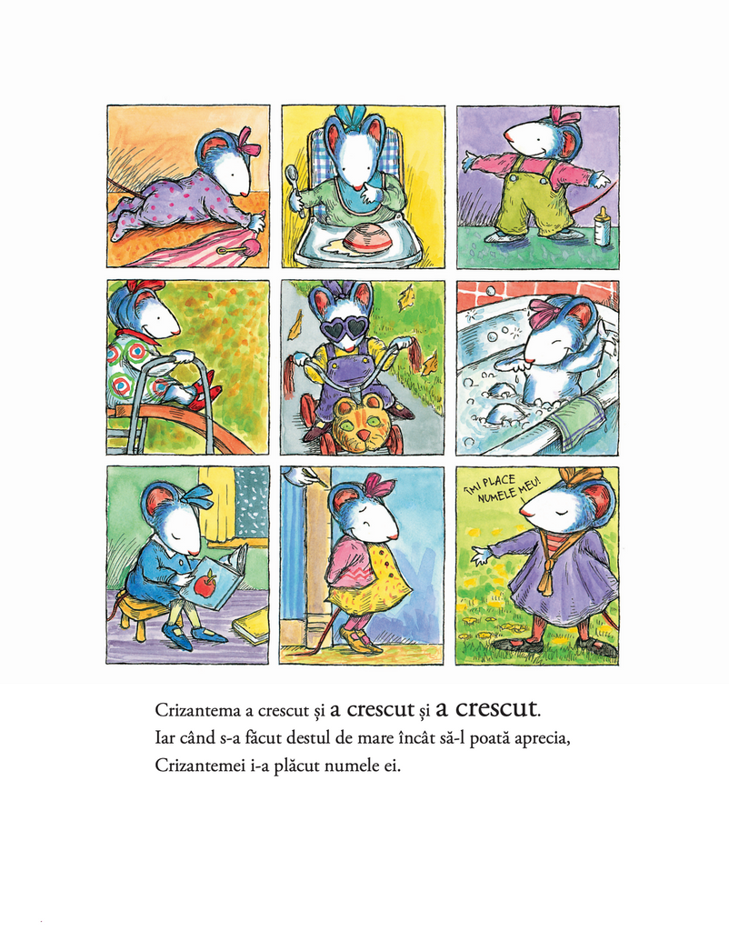 Crizantema