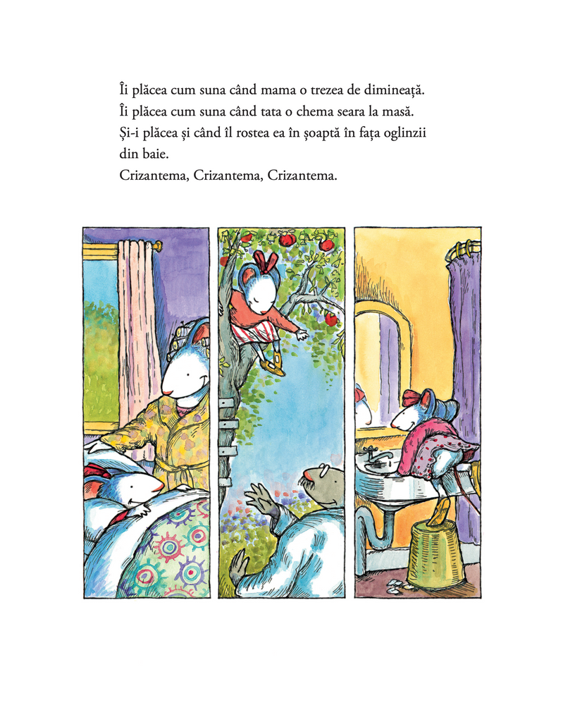 Crizantema